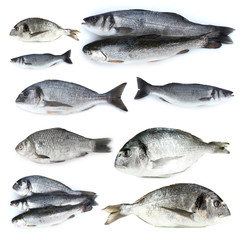Fresh fish isolated on white