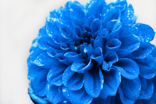 Fototapeta Piękny niebieski kwiat z bliska