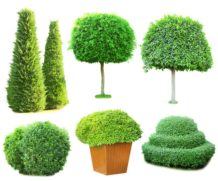 Fototapeta Collage green trees and bushes isolated on white