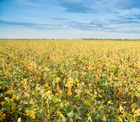 Fototapeta premium Soybean field ripening at spring season, agricultural landscape