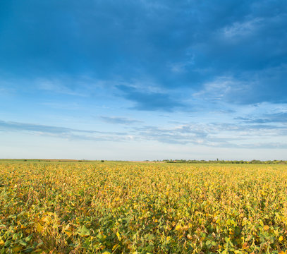 Soybean field ripening at spring season, agricultural landscape © oticki