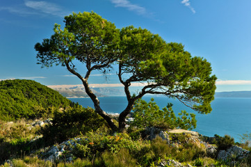 Fototapeta na wymiar Lonely Tree and Adriatic Sea