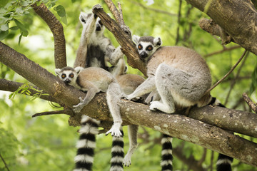 a ring-tailed lemur with babies