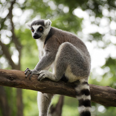 Ring-tailed lemur sitting
