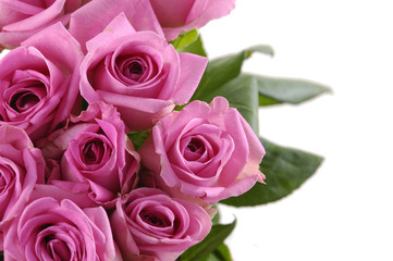 Beautiful pink roses border