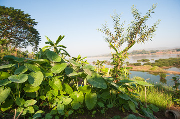 Natural view of Khong river