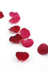 Red rose petal