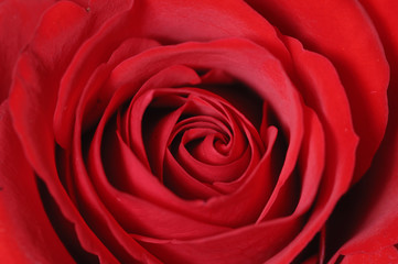 Center of red rose