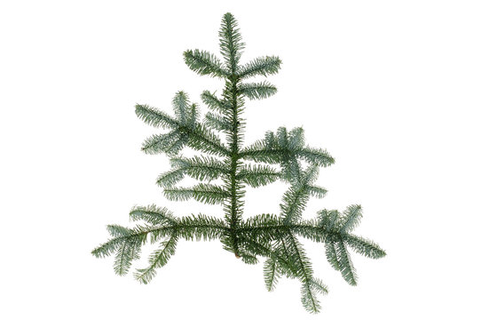 Fir branch isolated over white background