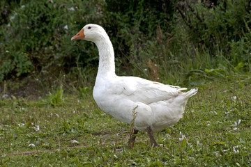 Gans Freiland