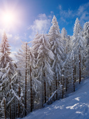 Winter beautiful forest