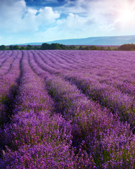 Fototapeta na wymiar Lavender field on a background of clouds and mountains