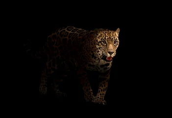 Poster jaguar (panthera onca) in het donker © anankkml