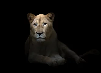 Crédence de cuisine en verre imprimé Lion lionne blanche dans le noir