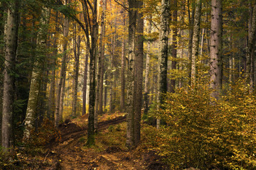 Forest during autumn