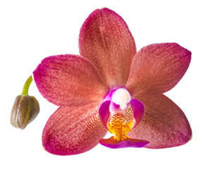 closeup of beautiful dark red with bud orchid, phalaenopsis is i