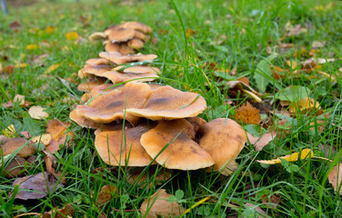 mushrooms growing in autumn