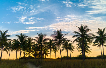 Obraz na płótnie Canvas Beach with palm trees