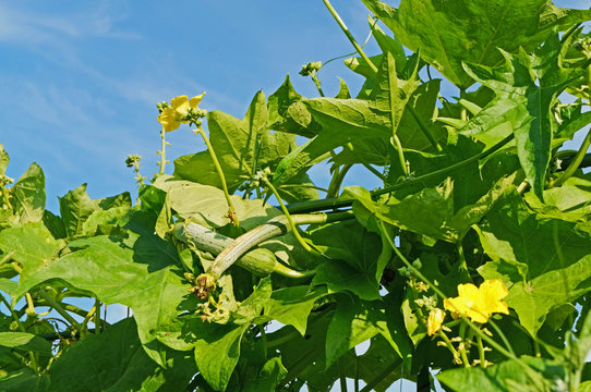 ヘチマ の画像 15 775 件の Stock 写真 ベクターおよびビデオ Adobe Stock