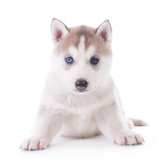 Cute little husky puppy
