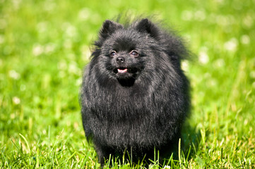 Black shpitz on green grass in summer park