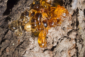 tree natural amber resin