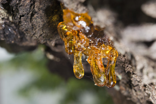 tree natural amber resin