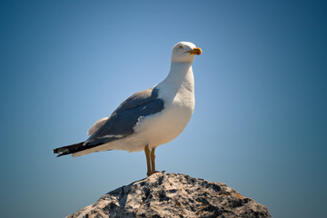 Seagull