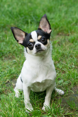 Cute Chihuahua sits on grass