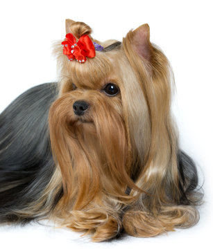 Portrait of groomed Yorkshire Terrier