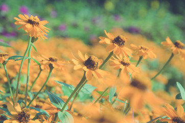 Vintage photo with colorful flowers at sunset.