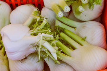 Fennel vegetable