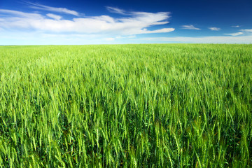 Wheat field against blue sky with white clouds. Agriculture scen