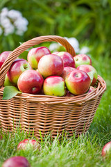 Apples in the basket