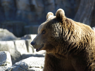 Fototapeta premium Oso sonrisa