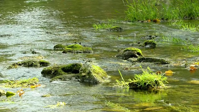 Beginning of Pedja river near Simuna wellspring, Estonia