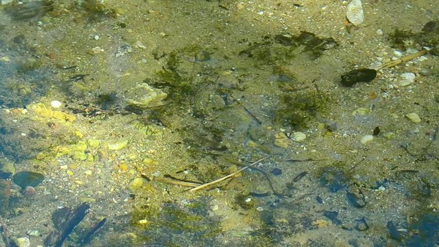 Beginning of Pedja river near Simuna wellspring, Estonia