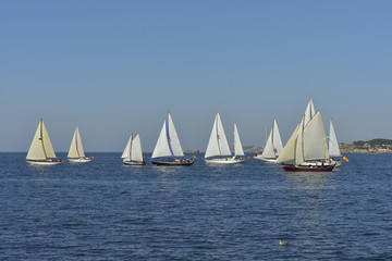 Naklejka premium summer regatta of sailing boats