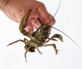 one live crayfish