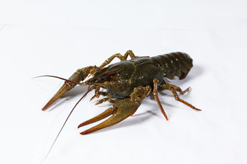 one live crayfish