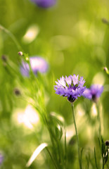 Beautiful cornflowers, outdoors
