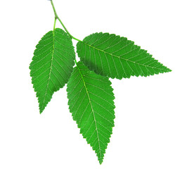 Green brunch on white background isolated