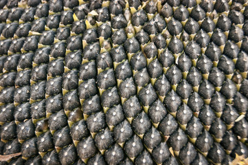 close up of the seeds in sunflower.