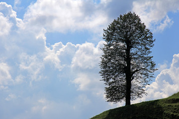 baum auf hügel