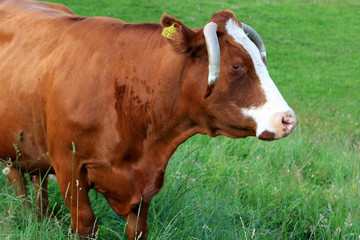 The brown cow on the field