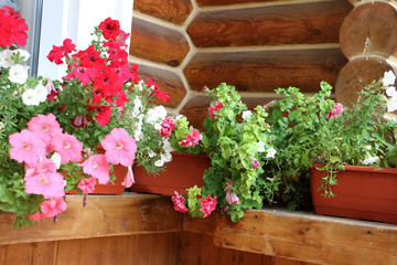 Fototapeta premium petunia