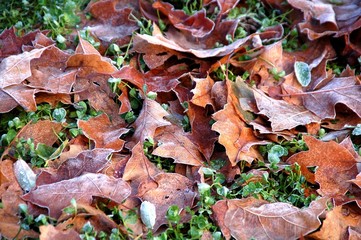 Herbstfrost