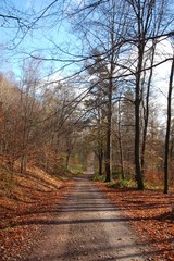 Fototapeta na wymiar Herbstspaziergang im Wald