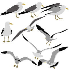 Set black silhouettes of seagulls on white background.