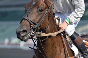 Obraz premium trotteur
